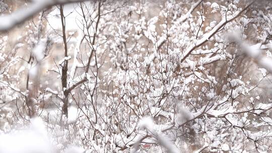 冬天雪景 下雪