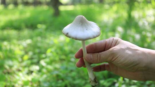 树林林采到野生的蘑菇