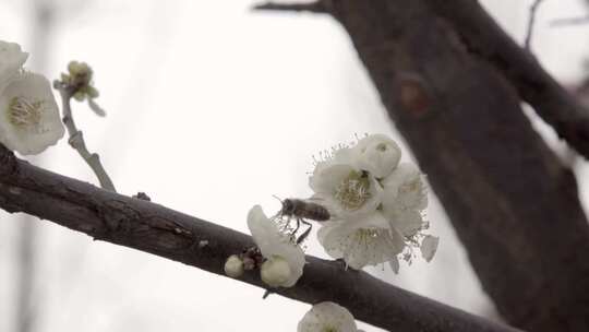 春 花朵上的昆虫 蜜蜂