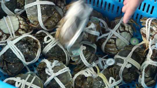 4K美女蟹农扎螃蟹