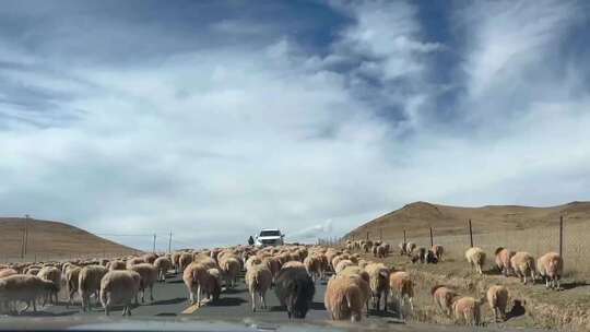 西藏公路羊群