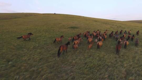 马群在草原上奔跑