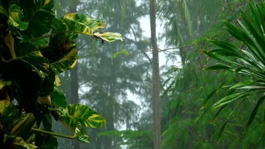 热带雨林上的大雨慢放