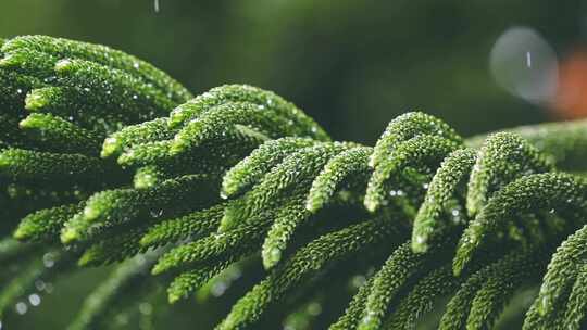 雨水打在植物叶子上视频素材模板下载