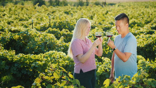 情侣在葡萄园尝试红酒 视频素材模板下载
