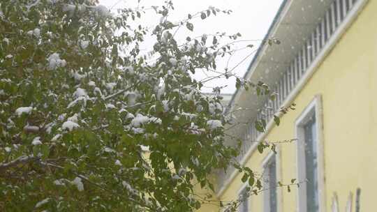 雪天楼角树叶积雪