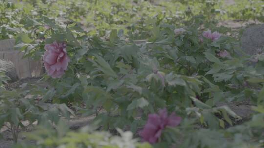 牡丹花种植LOG