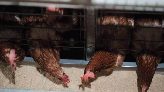 大型家禽养殖场鸡觅食饲料视频素材模板下载