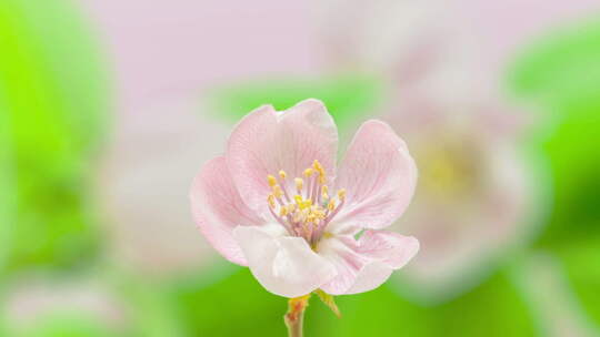 粉红色的Quince Blossom T