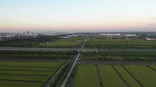 航拍 天津 小站稻 水稻 大米 生态农业 三农