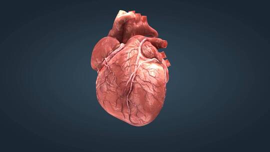 三维医学人体心脏模型动画特效11