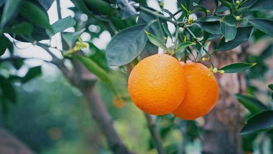 乡村振兴新鲜橙子采摘大丰收