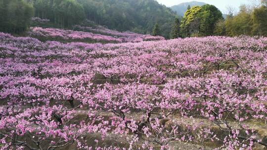 福建福安穆阳穆云玉林桃花