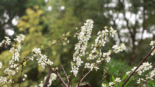 白色的李子花