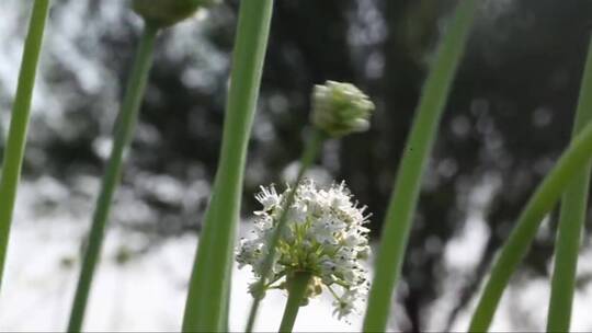 随风飘动的绿色植物