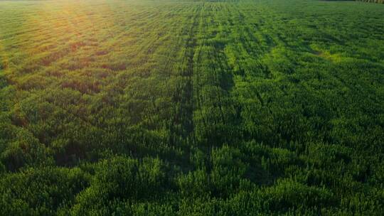 日出的阳光照耀在绿色的麦地里