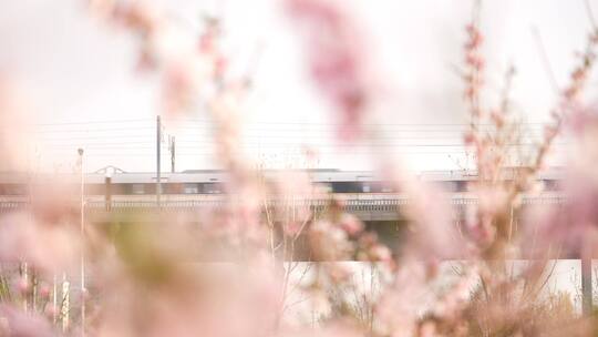 春天樱花从中的高铁4K