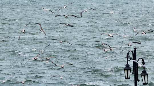 慢动作海鸥翱翔蓝色海面碧海蓝天海鸥飞翔