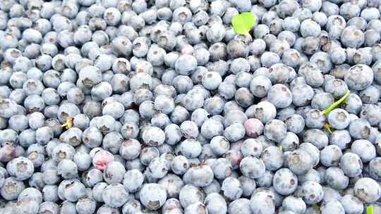 蓝莓采摘 蓝莓产地 蓝莓收获