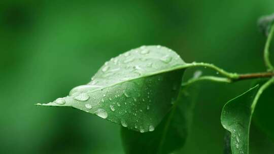 4K雨滴落在树叶上