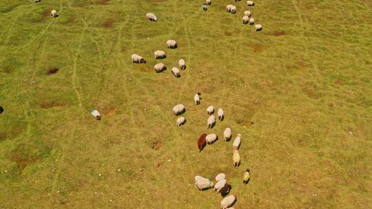 中国新疆巴音布鲁克草原与羊群视频素材模板下载