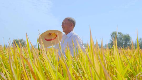 稻田素材