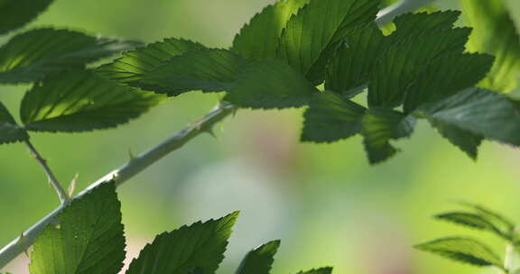 春天生机勃勃的树叶嫩芽新枝芽