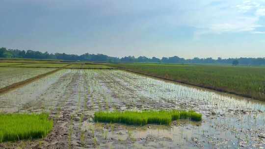 水稻肥沃