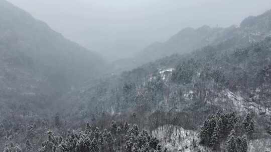 寒冷冬天森林树枝雪挂