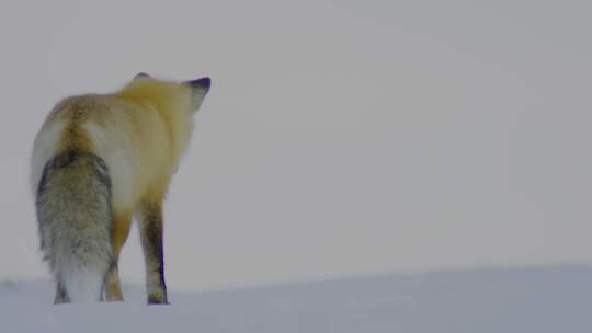 雪地觅食的狐狸视频素材模板下载