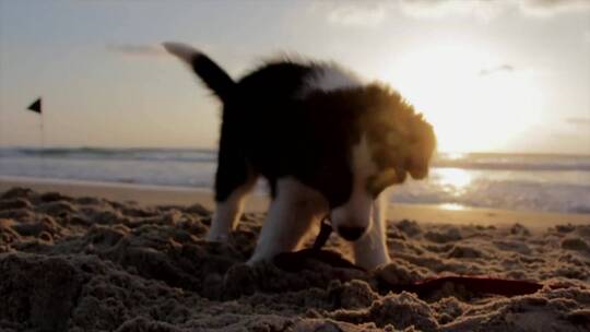 黄昏小狗在沙滩上玩耍