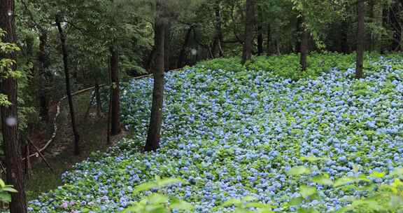 杭州临平公园无尽夏绣球花花海