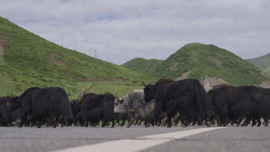 青海公路上过马路的牦牛群