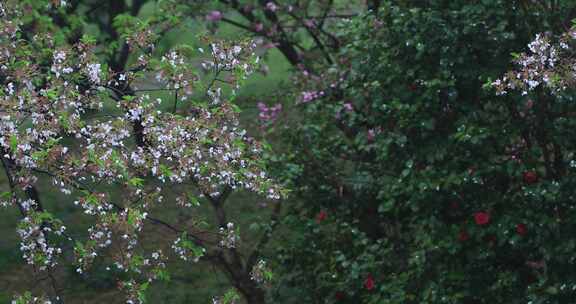 春雨樱花雨樱花飘落凋谢落幕春去