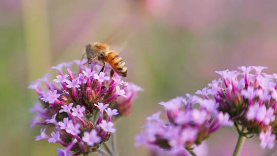 紫色马鞭草上的蜜蜂采蜜特写