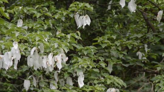 春天白色绽放的花朵