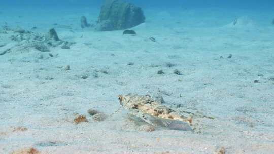 飞行Gurnard，海洋，水下，海底