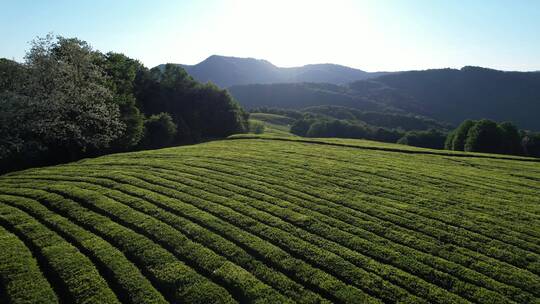 茶园种植 -高山茶园