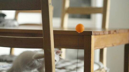猫猫玩球