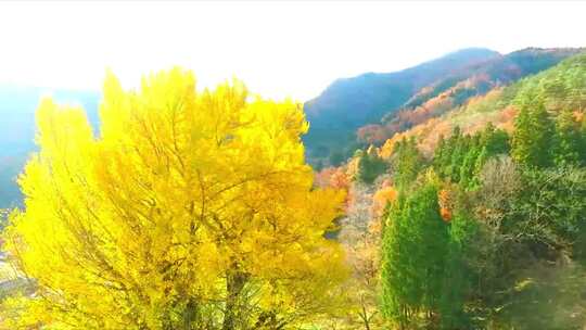 秋天蓝天白云银杏树枫叶大自然