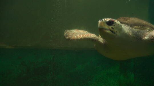 海龟4K 海底世界