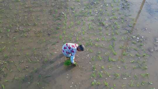 一位农村妇女在田里插秧