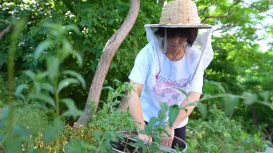 槐花蜜 蜂蜜采 蜜蜂