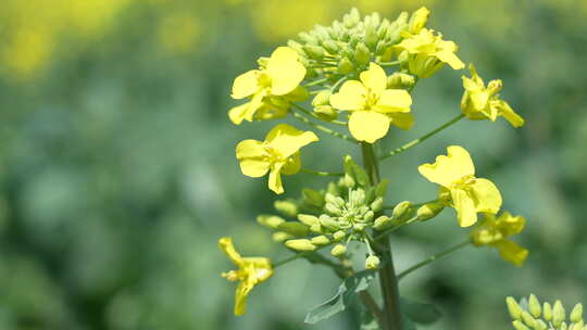 油菜花慢镜头