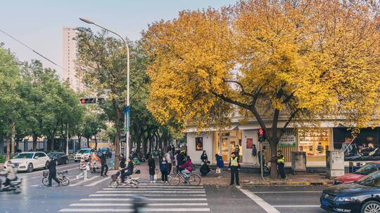 白蜡树黄叶秋天街道路口车流人流延时素材视频素材模板下载