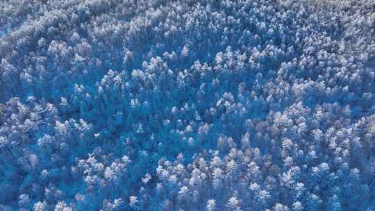 林海雪原 唯美高山雾凇