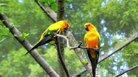 两只在树枝上的黄色鹦鹉