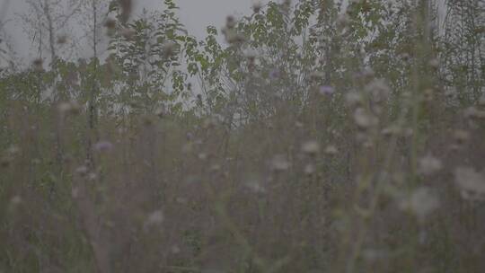 自然、荒野杂草、花花草草、静谧之地 (18)