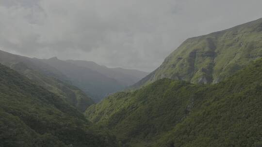 原始雨林植被树木溪流航拍