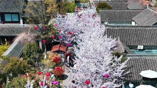 春天古建筑樱花与灯笼航拍徐州市回龙窝历史